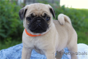 Zdjęcie №1. mops - na sprzedaż w Evergem | negocjowane | Zapowiedź №170493