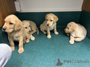 Zdjęcie №4. Sprzedam labrador retriever w Wolfsberg. hodowca - cena - 2320zł