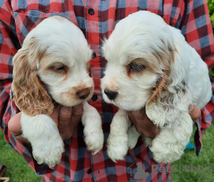 Zdjęcie №4. Sprzedam cocker spaniel angielski w Zrenjanin.  - cena - negocjowane