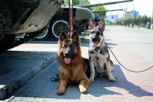Zdjęcie №2. Serwisie przewodnik dla psa w Federacja Rosyjska. Price - Negocjowane. Zapowiedź № 3631