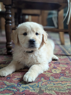 Zdjęcie №1. golden retriever - na sprzedaż w Grevenmacher | negocjowane | Zapowiedź №168235