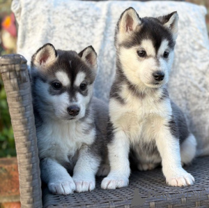 Zdjęcie №1. husky syberyjski - na sprzedaż w Antwerpia | Bezpłatny | Zapowiedź №167848