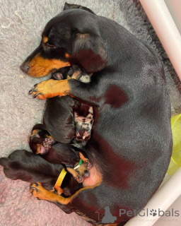 Zdjęcie №2 do zapowiedźy № 166199 na sprzedaż  jamnik - wkupić się Nowa Zelandia hodowca