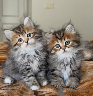 Zdjęcie №3. Siberyjski kotek szukający wiecznej rodziny. Niemcy