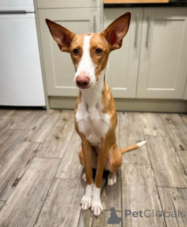 Zdjęcie №1. podengo portugalski - na sprzedaż w Aizlingen | 2870zł | Zapowiedź №157827