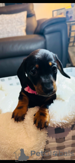 Zdjęcie №4. Sprzedam jamnik w Leinfelden-Echterdingen. prywatne ogłoszenie - cena - 7654zł