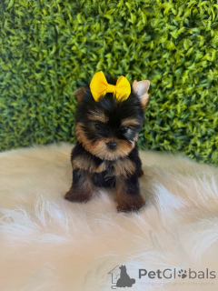Zdjęcie №1. yorkshire terrier - na sprzedaż w Praga | negocjowane | Zapowiedź №172837
