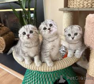 Zdjęcie №1. scottish fold - na sprzedaż w Bruksela | 2392zł | Zapowiedź № 161616