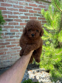 Zdjęcie №4. Sprzedam pudel (krasnolud) w Werbass.  - cena - negocjowane