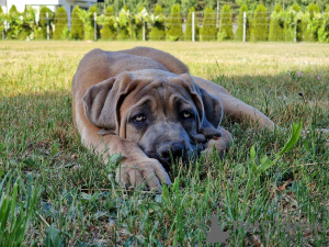 Dodatkowe zdjęcia: Cane Corso (FCI)