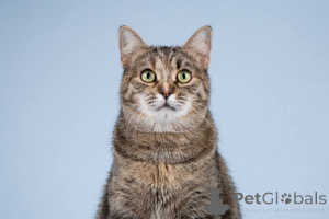 Zdjęcie №3. Zabawa kotów czeka na dobrych i troskliwych właścicieli.. Federacja Rosyjska