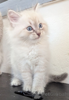 Zdjęcie №1. neva masquerade - na sprzedaż w Mülheim | 1674zł | Zapowiedź № 148550