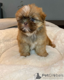 Zdjęcie №3. SZCZENIĘTA SHIH TZU. USA