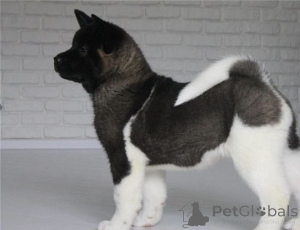Zdjęcie №1. akita (rasa psa) - na sprzedaż w Czarni | 3827zł | Zapowiedź №172818