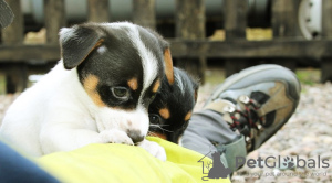 Zdjęcie №1. jack russell terrier - na sprzedaż w Berlin | negocjowane | Zapowiedź №126471