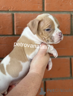 Zdjęcie №2 do zapowiedźy № 146110 na sprzedaż  american bully - wkupić się Federacja Rosyjska hodowca