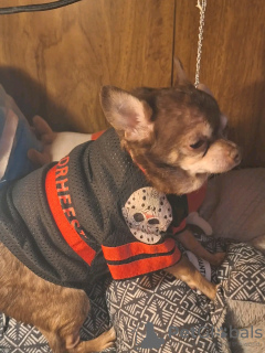 Zdjęcie №2 do zapowiedźy № 126841 na sprzedaż  chihuahua (rasa psów) - wkupić się Francja hodowca