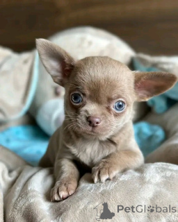 Zdjęcie №1. chihuahua (rasa psów) - na sprzedaż w Berlin | 2631zł | Zapowiedź №165374