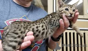 Zdjęcie №3. Ocicat-Kätzchen zu verkaufen. Finlandia