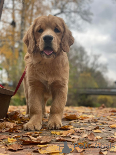 Zdjęcie №2 do zapowiedźy № 126804 na sprzedaż  golden retriever - wkupić się Polska prywatne ogłoszenie