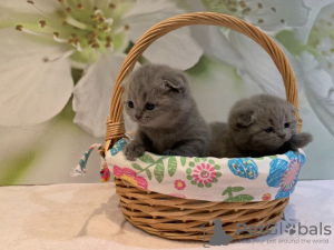 Zdjęcie №4. Sprzedam scottish fold w Freiburg im Breisgau. prywatne ogłoszenie, hodowca - cena - 1591zł