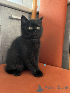 Zdjęcie №3. Kociak brytyjski krótkowłosy. Niemcy