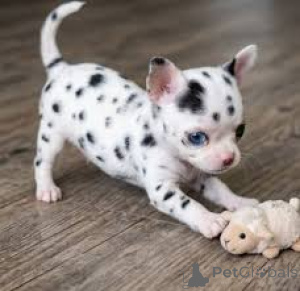 Zdjęcie №1. chihuahua (rasa psów) - na sprzedaż w Waszyngton | 2780zł | Zapowiedź №173361