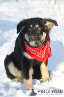 Zdjęcie №2 do zapowiedźy № 32251 na sprzedaż  pies nierasowy - wkupić się Federacja Rosyjska prywatne ogłoszenie