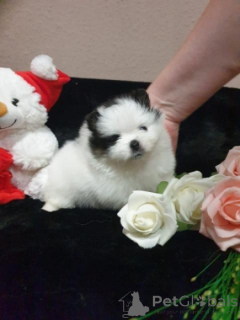 Zdjęcie №1. szpic miniaturowy - na sprzedaż w Augsburg | negocjowane | Zapowiedź №167388