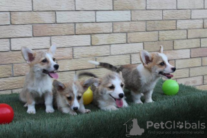 Dodatkowe zdjęcia: Szczenięta Welsh Corgi Pembroke