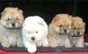 Zdjęcie №1. chow-chow - na sprzedaż w Dramscell | 2153zł | Zapowiedź №169425