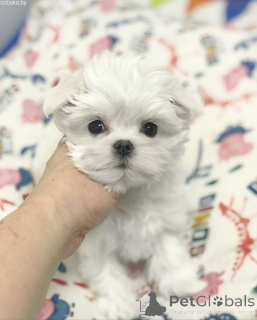 Zdjęcie №1. maltańczyk - na sprzedaż w Kijów | 9268zł | Zapowiedź №167462