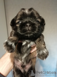 Dodatkowe zdjęcia: Rasowe szczenięta Shih Tzu.