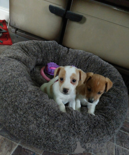 Zdjęcie №3. Samce i samice szczeniąt Jack Russell są już gotowe do odbioru. Cypr