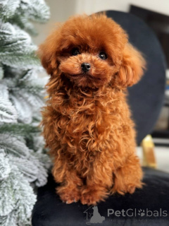 Zdjęcie №3. Rzadki samiec pudla zabawkowego. Belgia