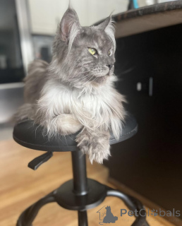 Zdjęcie №2 do zapowiedźy № 155178 na sprzedaż  maine coon - wkupić się Włochy hodowca