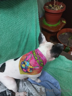 Zdjęcie №3. Znakomita 10-tygodniowa kobieta francuska szczeniaka buldog zarejestrowana. Wielka Brytania