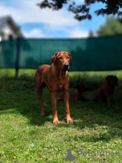 Zdjęcie №3. Już są - Szczeniak Rhodesian Ridgeback Domowa Hodowla ZKwP/FCI. Polska