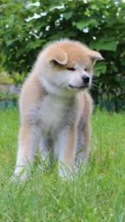 Zdjęcie №4. Sprzedam akita (rasa psa) w Kijów. hodowca - cena - 1935zł