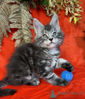 Zdjęcie №1. maine coon - na sprzedaż w Degerby | negocjowane | Zapowiedź № 162012