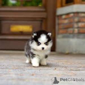 Zdjęcie №4. Sprzedam pies nierasowy w Londyn.  - cena - negocjowane