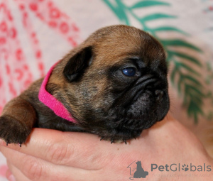 Zdjęcie №1. buldog francuski - na sprzedaż w Bennäs | Bezpłatny | Zapowiedź №162186