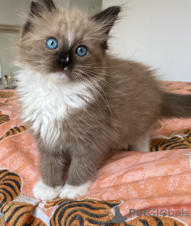 Zdjęcie №1. ragdoll - na sprzedaż w Mediolan | negocjowane | Zapowiedź № 170879