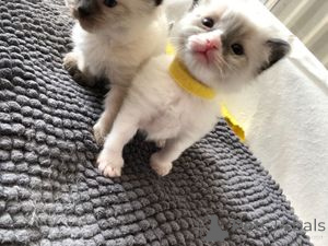Zdjęcie №1. ragdoll - na sprzedaż w Berlin | 1196zł | Zapowiedź № 157422