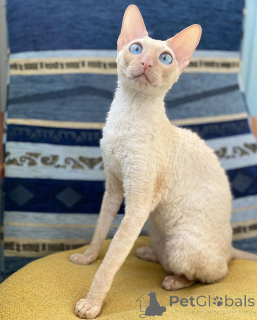 Zdjęcie №1. kot cornish rex - na sprzedaż w Aizlingen | 2392zł | Zapowiedź № 157700