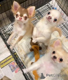 Zdjęcie №1. chihuahua (rasa psów) - na sprzedaż w Helsinki | 2392zł | Zapowiedź №113475