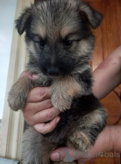 Zdjęcie №2 do zapowiedźy № 136646 na sprzedaż  owczarek niemiecki - wkupić się Filipiny prywatne ogłoszenie, hodowca