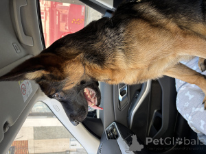 Zdjęcie №3. Nazwa to Jane (Votsap32470065950). Belgia