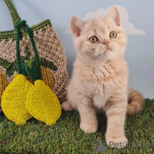 Zdjęcie №3. Poznaj Olivera, naszego eleganckiego małego dżentelmena o złotych oczach i sercu. Luksemburg