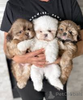 Zdjęcie №1. shih tzu - na sprzedaż w Antwerpia | 3348zł | Zapowiedź №161878